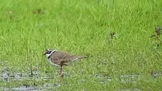 Filmpje nr 2 van een kleine plevier op de Kleine Hooibeekvijver.Maandagavond 1 mei 2023.