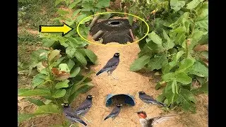 Awesome Quick Survival Bird Trap & Easy Deep Hole Using PVC And Electric Fan Guard And Kitchen Tools