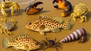 Coastal Foraging Crab Empire: Stone Crab, Hermit Crab, Moon Crab, Ghost Crab & Sea Fish