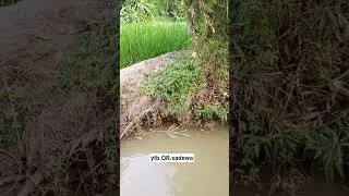 #sumedangupdate #sungaipenuh #petanimudakeren #sawahan #wisata