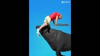 What to do if a bull start chasing you.😏
