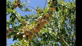 India&rsquo;s Tariffs Set to Impact U.S. Fruit, Nut Producers | CoBank Knowledge Exchange