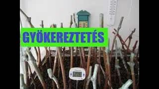 Kezdődik a vesszők gyökereztetése - kérdések és javaslatok