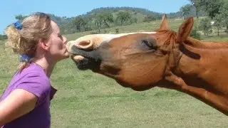 Horse Tricks 101 - Have fun.  Bond with your horse.
