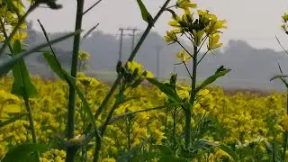 Amazing flower blooming 🌸🌸 || Gach lagan Pran bachan | flower |nursery flower