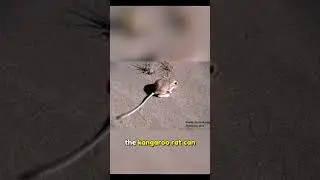 The Kangaroo Rat: The Desert Survivor Who Never Drinks Water! #animals #doğa #biology #science