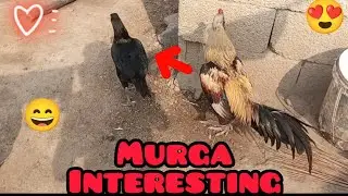 hen 🐔 meeting time OMG👁️👄👁️