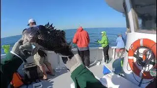 👍 Captain Bob Headboat Delaware Saltwater Fishing, 29 June 2022