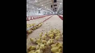 Large duck farm with feeder pans bEST - rearing phase.