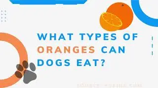 Can My Dog Eat Oranges