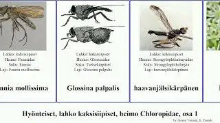 Hy&ouml;nteiset, lahko kaksisiipiset, heimo Chloropidae, osa 1 featuring anna insect picta amoena Empis