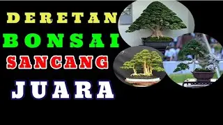DERETAN BONSAI SANCANG JUARA || IDE BONSAI