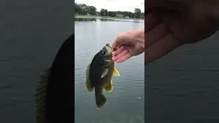 Biggest green Sunfish I&rsquo;ve ever Caught!! #fishing #release