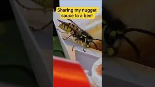 Sharing my nugget sauce to a wasp! lol #funny #bee #sharing #mcdonalds #lol #funthings #littlefriend