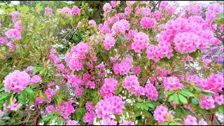 [4K] Victoria BC Canada #126_ Beautiful Flowers, Bird Songs & Relaxing Music_June 1st, 2022