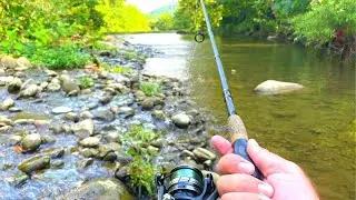 Fishing a CLEAR SHALLOW CREEK has SURPRISING Results...