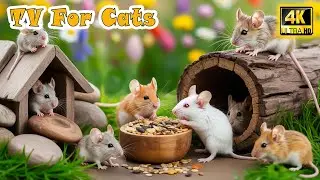🔴Calming Cat TV－Best Funny Mouse Videos for Cats to Calm Separation Anxiety & Relieve Stress at Home