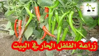 شاهد كيف تتم زراعة الفلفل الحار من البذور