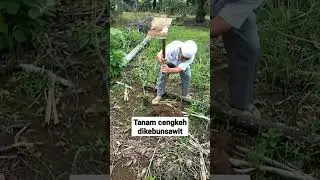 Main kepondok pak Samsul bawa bibit cengkeh #sawit #kebun #shortvideo
