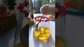 #cat#pet#shorts#fauny#petsofyoutube#fyp#viral#Amazing#talentshow#incredible