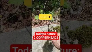 Stumbled across a #copperhead #snake & his pal working in #nature #awarenessispower! WEAR #boots!