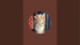 Cat life live1  #CatShorts #cat #cats #pets #animals #trending #viral 