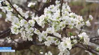 Swat Spring Season 2023//موسم بہار
