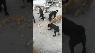cute puppy 🐶 waiting for food 🥝# trending#