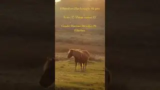 POV: You hike up a hill with heavy camera gear to get this shot 🐴 #cinematic #nature #horse