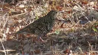 トラツグミ_5_小宮公園_White's thrush _4K