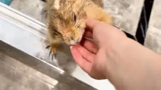 The Funniest Groundhog Show Ever! 😂 Wait Till the End&mdash;You&rsquo;ll Thank Me Later! 