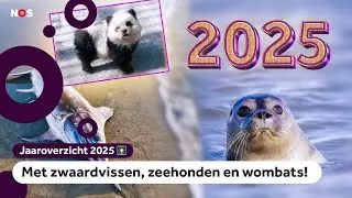Dit was het dierennieuws van 2025