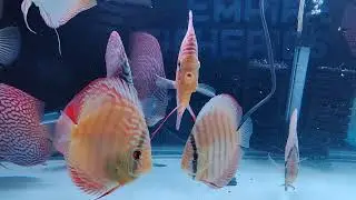 Discus fishes, premium strains from malaysia