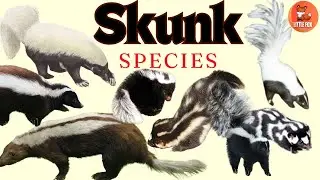 🦨 🦨  Skunk Species | Skunk Types | Skunk Names in English for kids #kidslearning #Animals🦨🦨#skunks