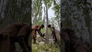Tree Cutting Expert at Work | Professional Wood Cutting #treecutting #chainsaw #treetrimming
