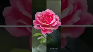 flower transition video Instagram reels viral #flowers #viral