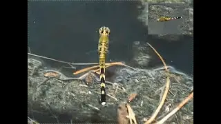 Eastern Pondhawk Dragonfly ovipositing [HD]
