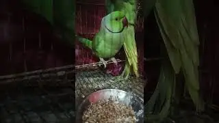 mummy mummy 🦜💚🦜 #parrot #talking parrot #nonstop talking parrot #comedy #cute