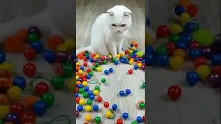 Barsik the Cat Makes Beads in Reverse 💜🧡✨ #CatBarsik#ReverseVideo#CatMagic#BeadArt#ReverseTrick