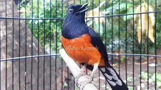 stone magpie sound loud and insistent