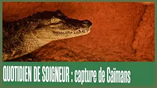 Quotidien de soigneur : Capture de Caïmans à lunettes