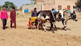Bull powered wheet sowing drill | Desi and Antique method of wheet sowing | Traditional punjab