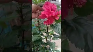 gudhal Ka phool
