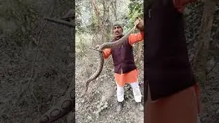 Russell,s Viper venomous snake very big size #snakerescue #snakebait #praveenpanchal #Shorts
