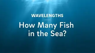 How Many Fish in the Sea?
