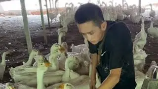 长生来喂鹅，鹅看见长生亲的不得了#我的乡村生活 #新农人计划