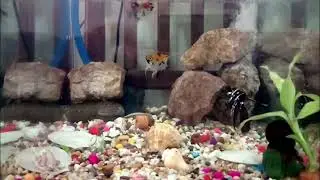 Beautiful Aquarium In Home
