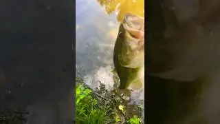 Big largemouth bass release #bassfishing #bucketmouth