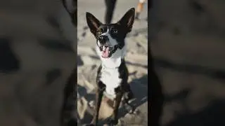 This dog breed mix should be Impossible! 🐾 #bordercollie #shepherd #chihuahua h