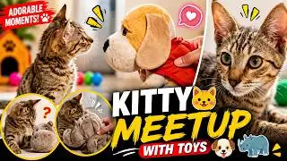 Our Kitty meets our Toys  | Billi aur khilono ka milaap | Aant Ho gya 😳 | Agent Abbas Vlogs 